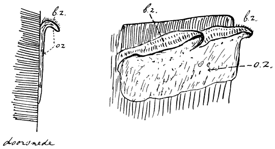 Fig. 9. Groeiwijze van Stéreum.