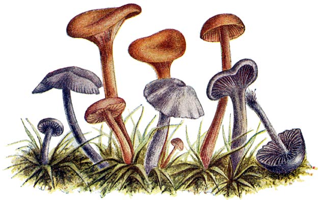 Fig. 28. Clitócybe (Laccária) laccáta.