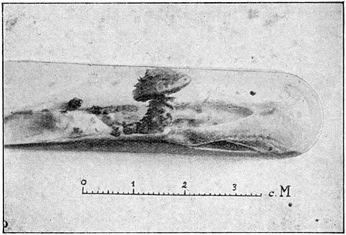 Fig. 31. Reinkultuur uit weefsel van Pholióta squarrósa, op kersen-agar in reageerbuisje.