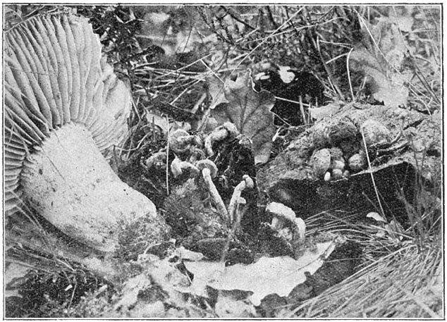 Fig. 53. Nýctalis asteróphora (Sterzwammetje) op Rússula nígricans (Grofplaat-Russula).