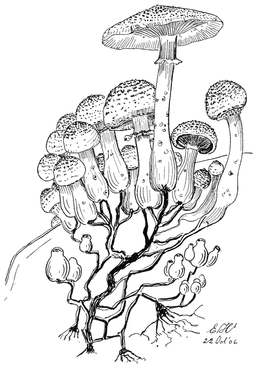 Fig. 60. Honingzwam, Armillária méllea.