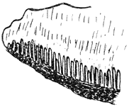 Fig. 81. Doorsnede van een Trametes.