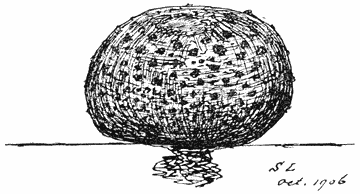 Fig. 102. Sclerodérma vulgáre (Aardappelbovist).