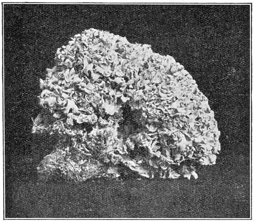 Fig. 106. Sparássis críspa. (Sponswam). (Photo H. A. A. v.d. Lek).