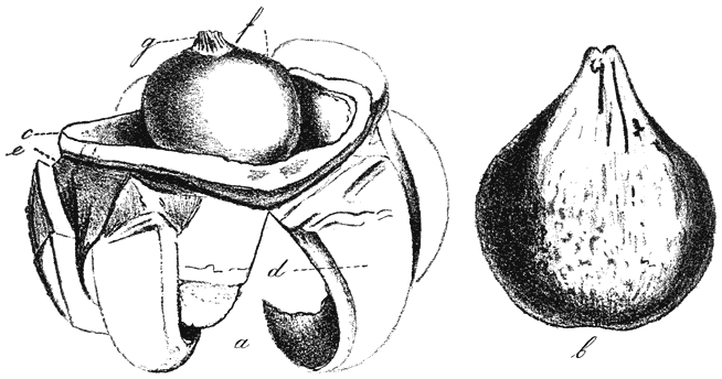 Fig. 107. Geáster tríplex. (Gekraagde aardster) nog gesloten exemplaar (b). Volwassen exemplaar (a).