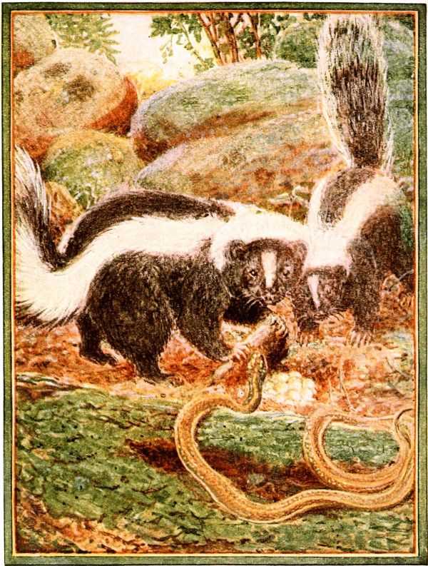 skunks and snake