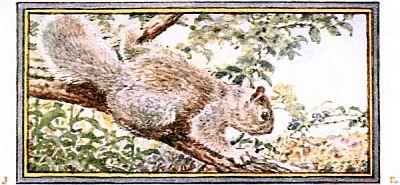 gray squirrel