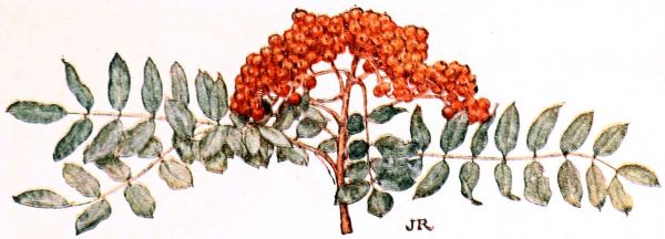 red berries