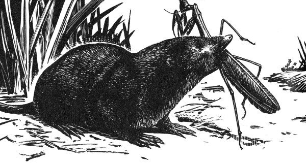 vagrant shrew