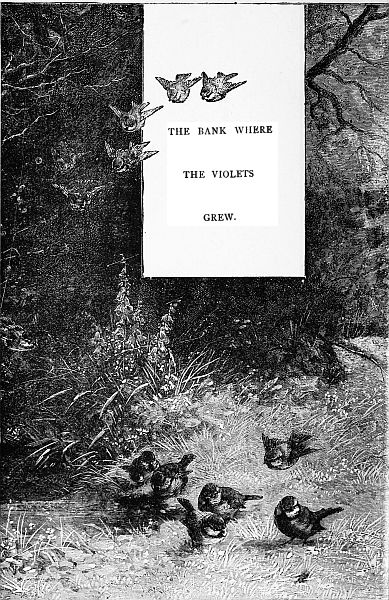 THE BANK WHERE THE VIOLETS GREW