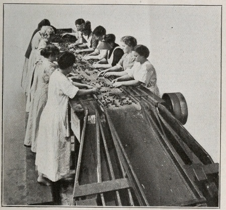 [Image unavailable: Sorting Olives for Quality by Hand]