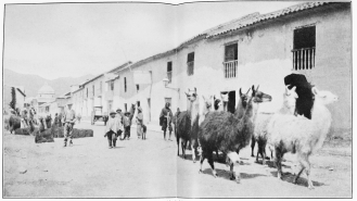 Image unavailable: LLAMAS Of CUZCO