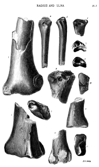 RADIUS AND ULNA Pl. 3.