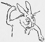 rabbit drawing