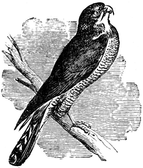 Sparrow-hawk