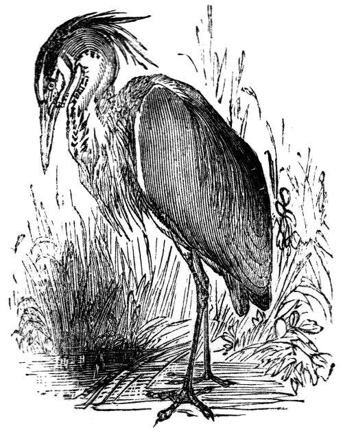 Heron