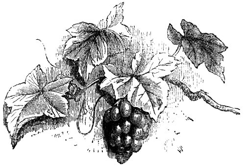 Cluster of grapes