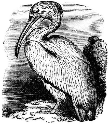 Pelican