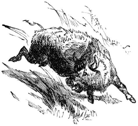 Boar