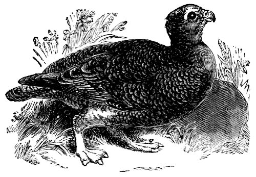 Grouse