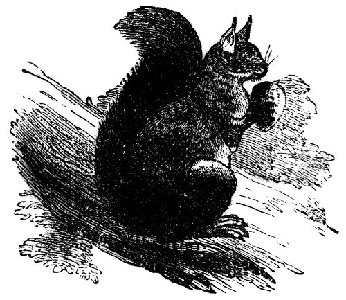 Squirrel