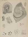 Plate 2 depicts Figures 12, 13, 14, 15, 16, 17, 18, 19, 20, 21 and 22.