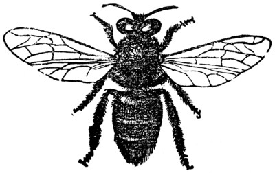 bee