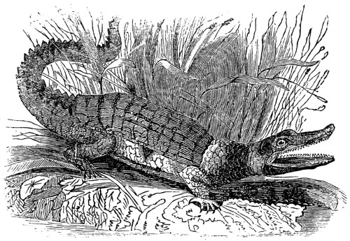 Crocodile