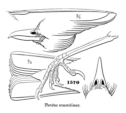 Turdus mustelinus