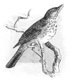 Turdus ustulatus.