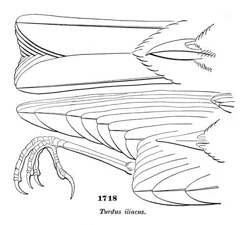 Turdus iliacus