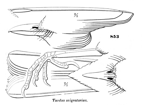 Turdus migratorius