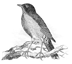 Turdus migratorius