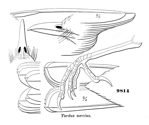 Turdus nævius