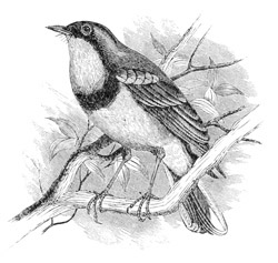 Turdus nævius