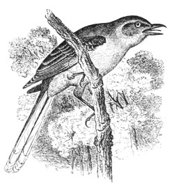 Mimus polyglottus