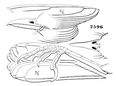 Galeoscoptes carolinensis