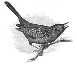 Galeoscoptes carolinensis