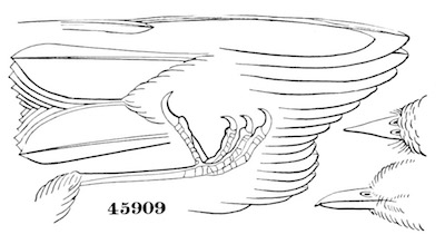 Phyllopneuste borealis