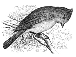 Lophophanes inornatus