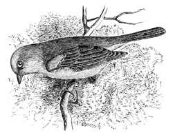 Auriparus flaviceps