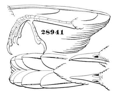 Troglodytes ædon