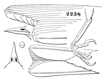 Helminthophaga ruficapilla