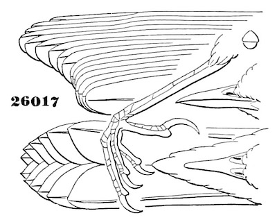 Geothlypis trichas