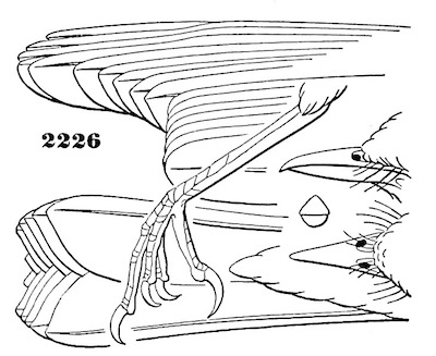 Myiodioctes mitratus