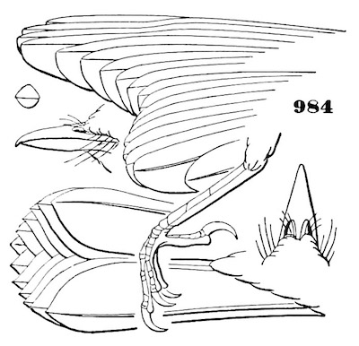 Setophaga ruticilla