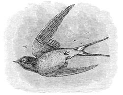 Hirundo horreorum