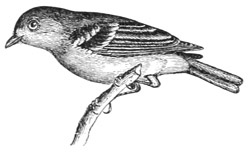 Vireo noveboracensis