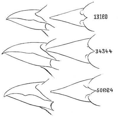 Specimens 13190, 34344, 50994