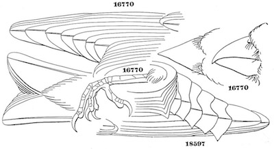 Hesperiphona vespertina